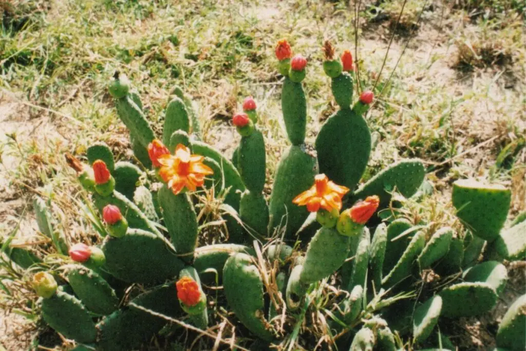 Quipá (Tacinga inamoena)