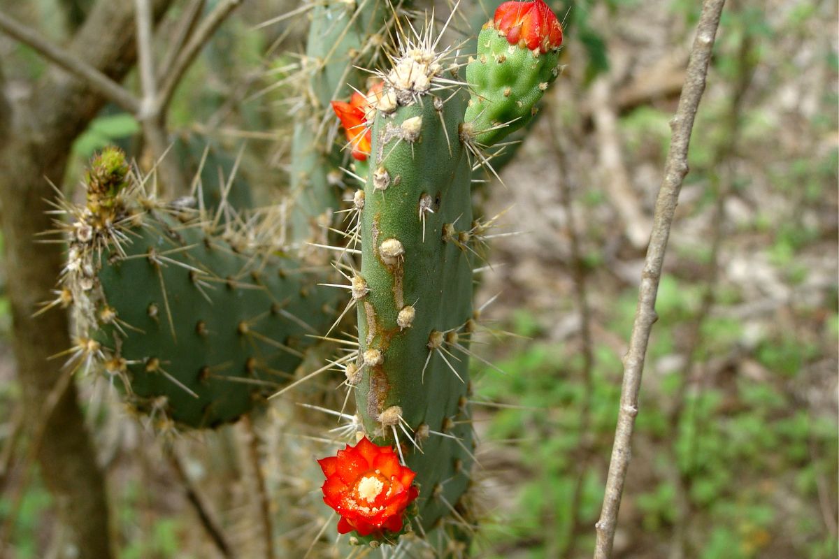 Cacto "Palmatória"