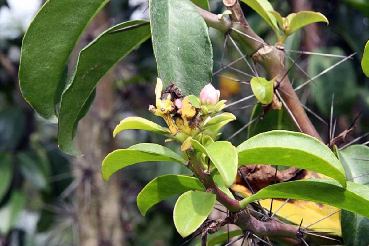 Folhas e espinhos da Ora por nóbis Folhas e espinhos da Ora por nóbis