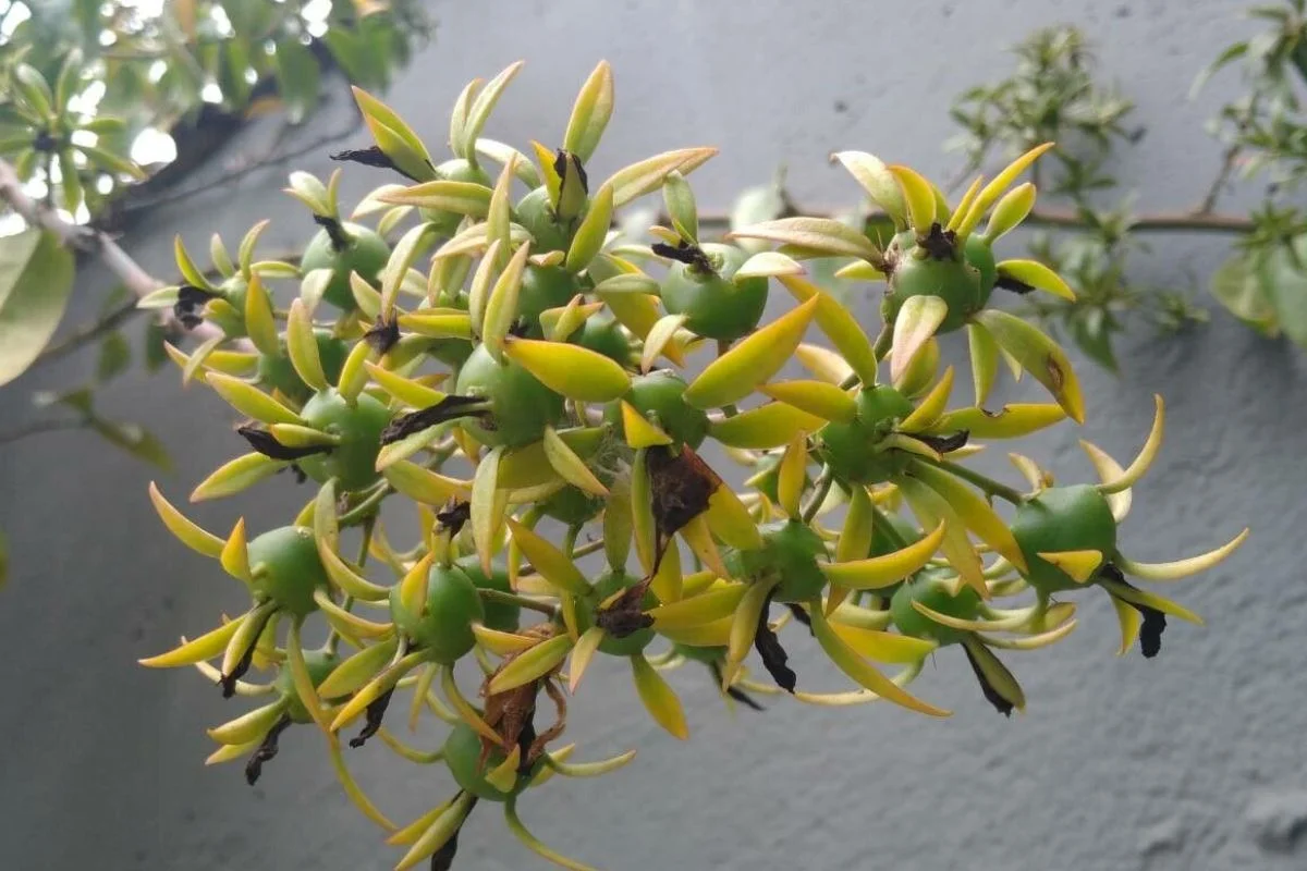 Frutos da Ora por nóbis Frutos da Ora por nóbis
