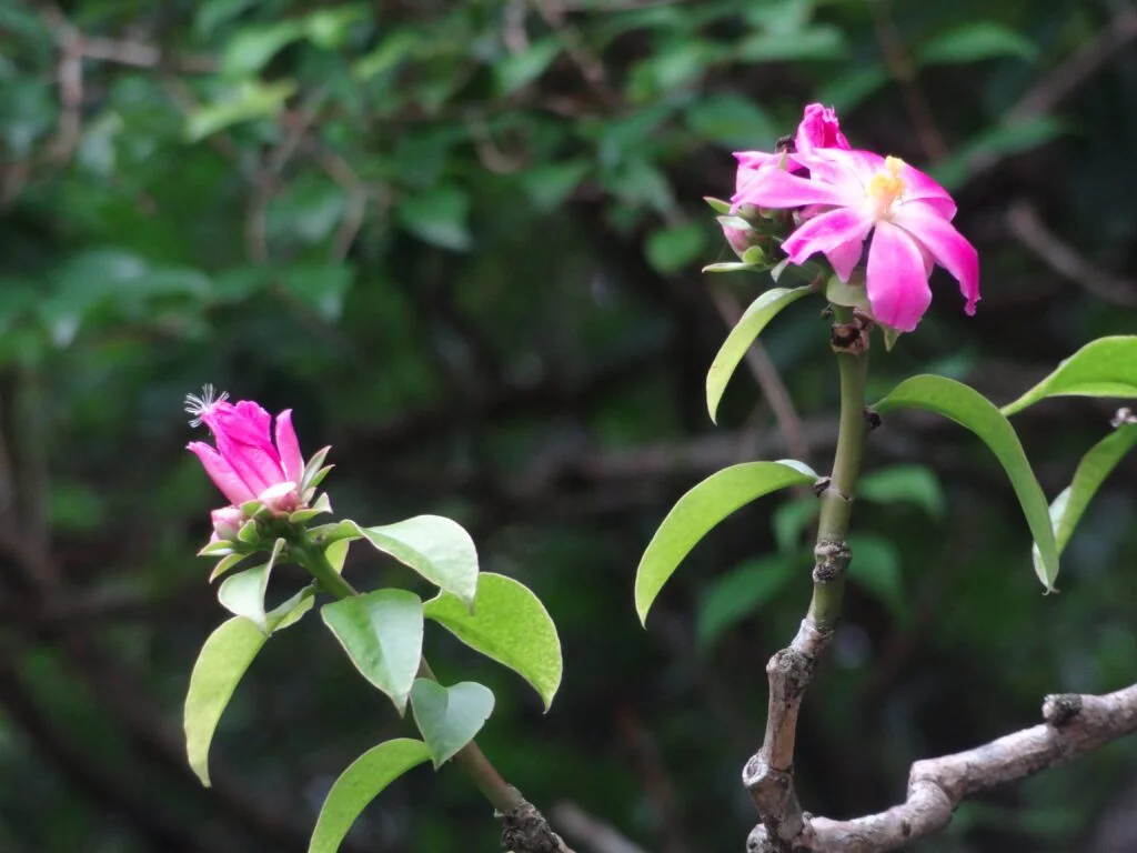Flor de Ora por nóbis Flor de Ora por nóbis