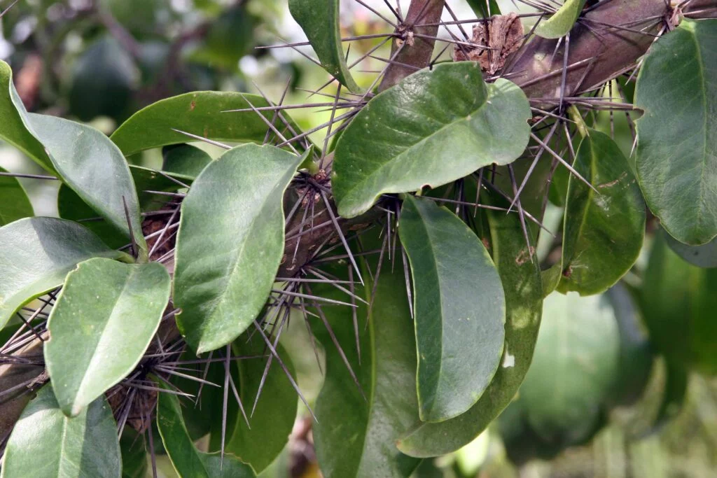 Ora por nóbis (folhas e espinhos) Ora por nóbis (folhas e espinhos)