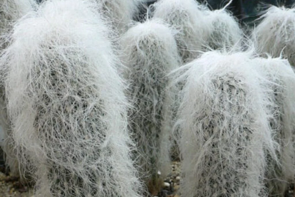 Cacto cabeça de velho