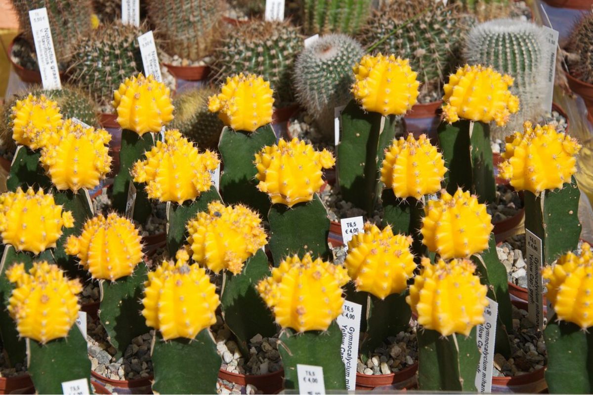 Enxertia do Cacto amarelo Gymnocalycium mihanovichii Yellow Enxertia do Cacto amarelo do gênero Gymnocalycium