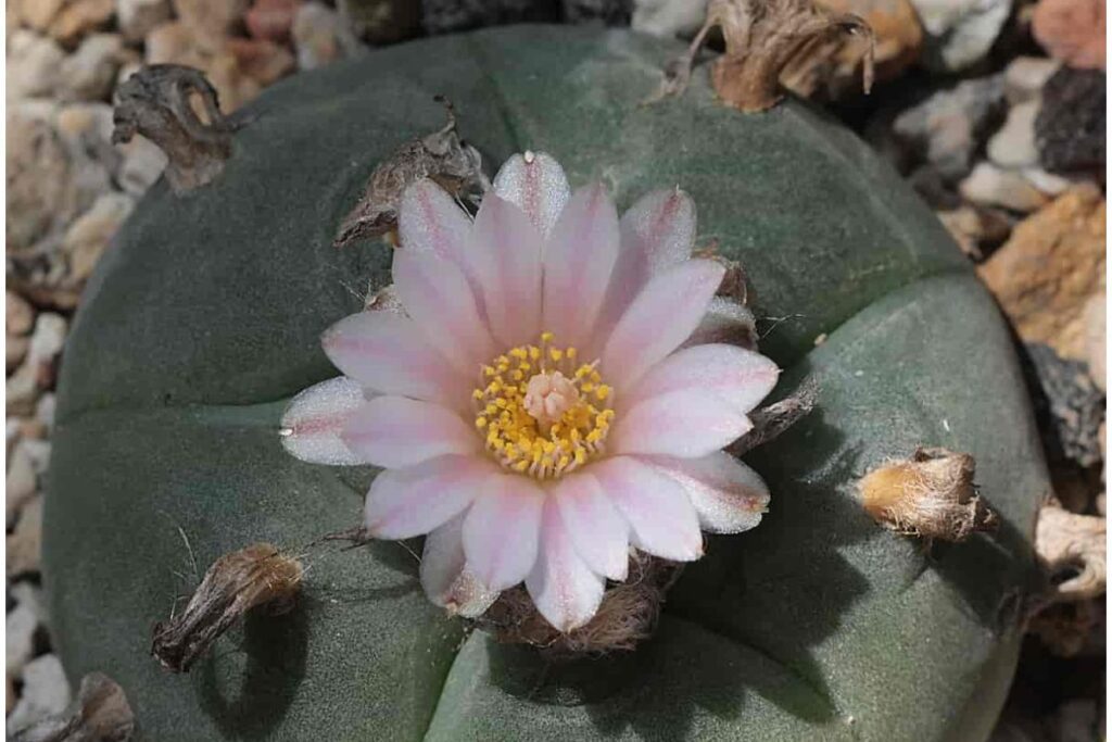 Cacto Peyote