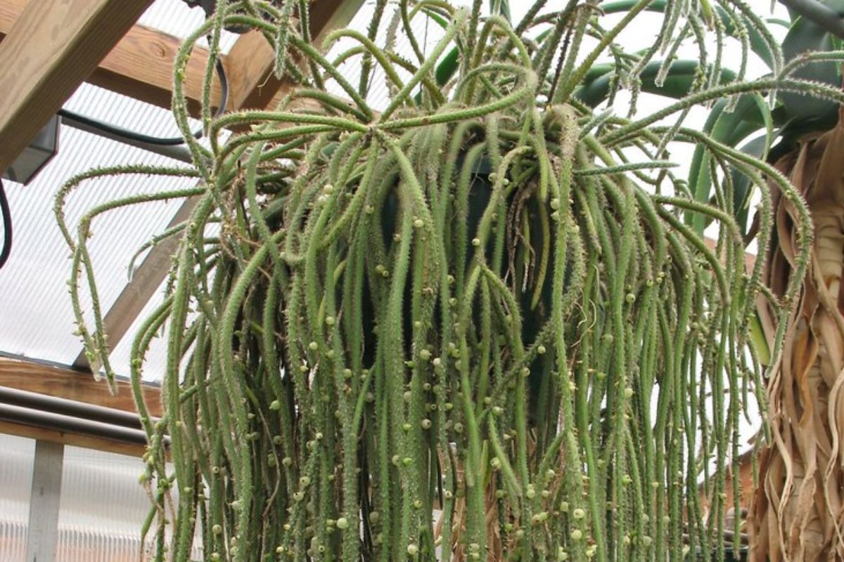 Cacto pendente (Cacto macarrão) Cacto pendente (Cacto macarrão)