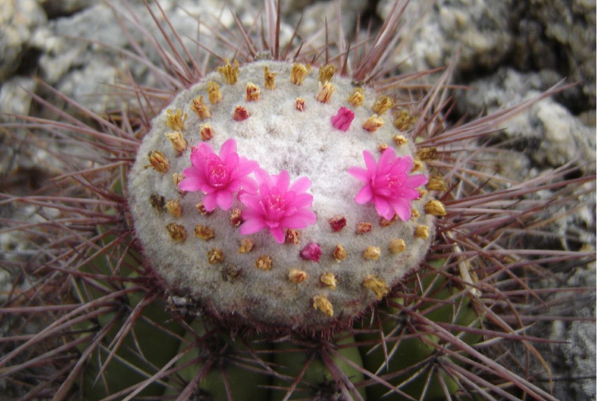 Cactos coroa de frade afastam mau olhado