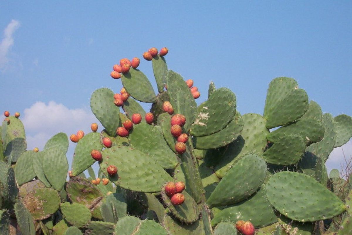 Palma (Opunita ficus -indica)