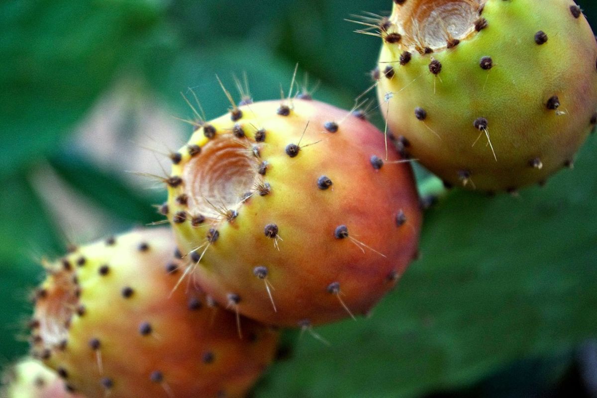 Fruto da palma