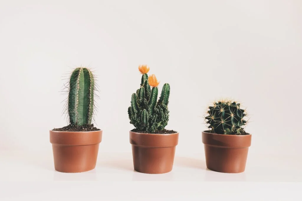 cactos em vasos