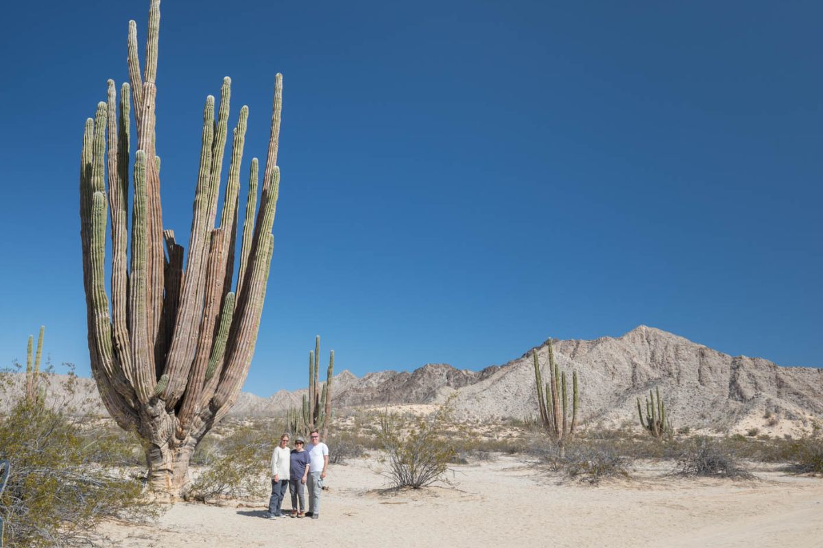 Cacto gigante (Pachycereus pringlei)