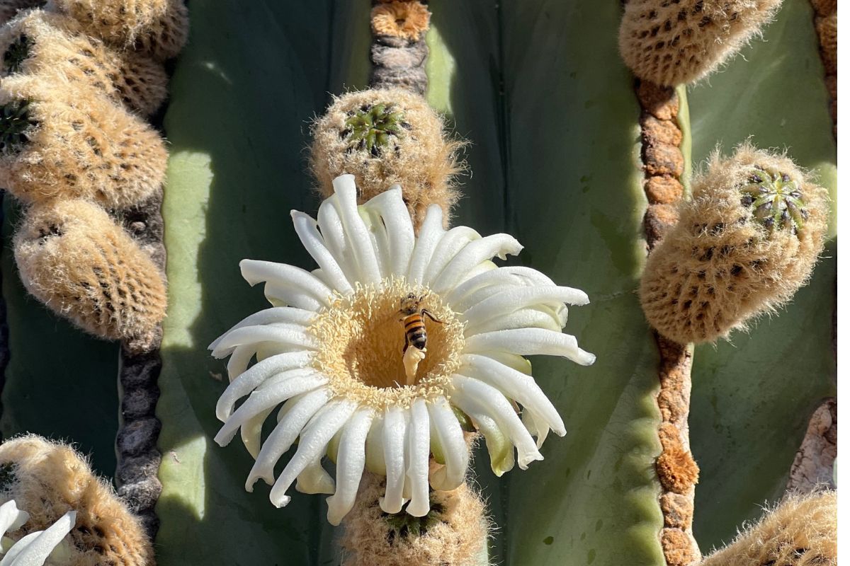 Flor do Cacto gigante