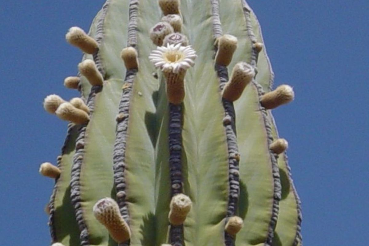 Cacto gigante