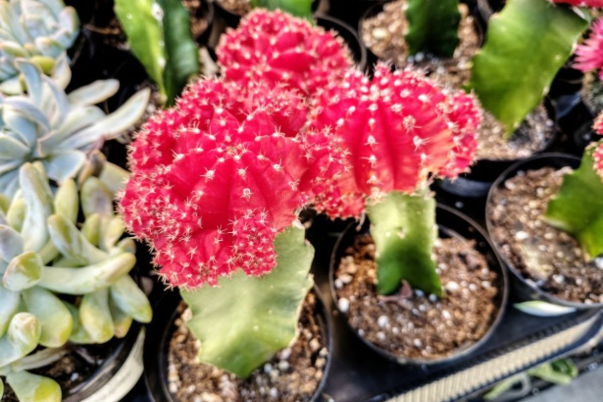 Gymnocalycium mihanovichii Gymnocalycium mihanovichii