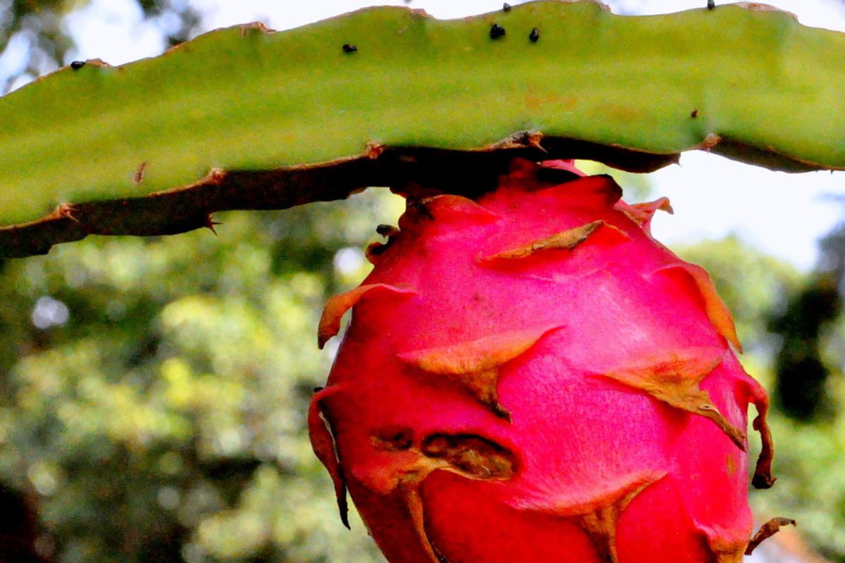 Hylocereus undatus (Pitaya)