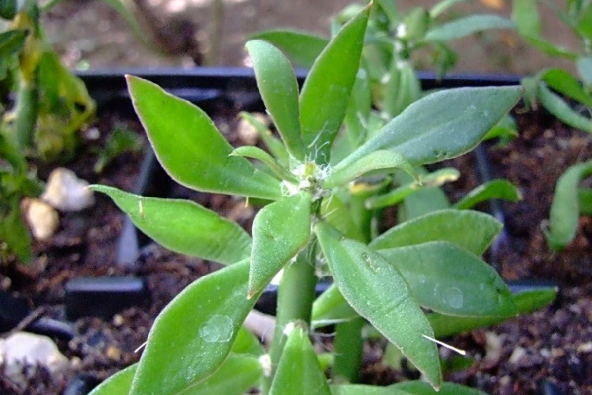 Pereskiopsis spathulata