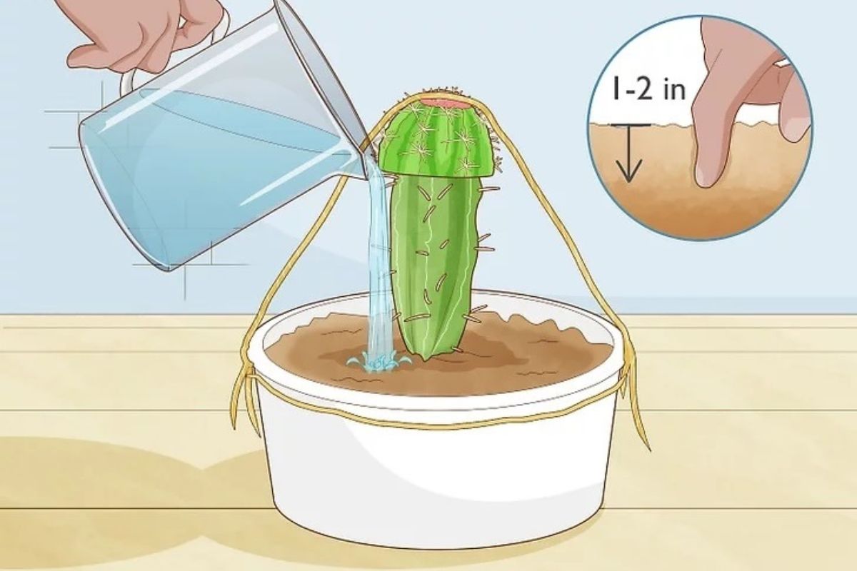 Enxerto de cacto (Fonte: wikiHow)