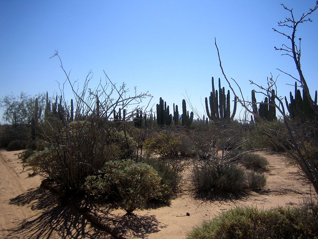 Cacto gigante (Pachycereus pringlei)