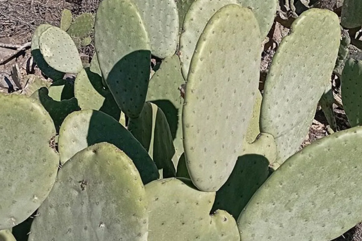 palma (Opuntia ficus-indica)