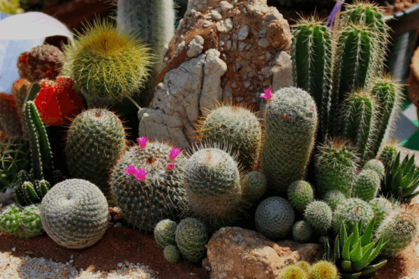 mini jardim de cacto