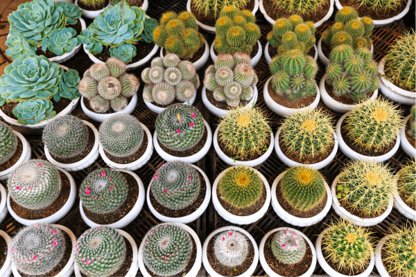 cactos à venda