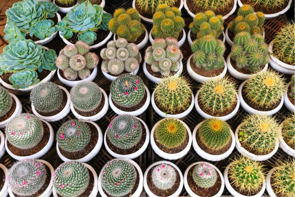 cactos à venda