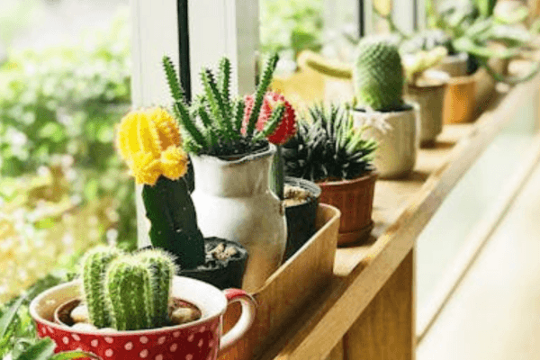 cacto em apartamento