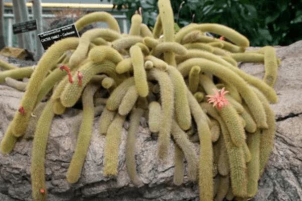 cacto rabo de macaco