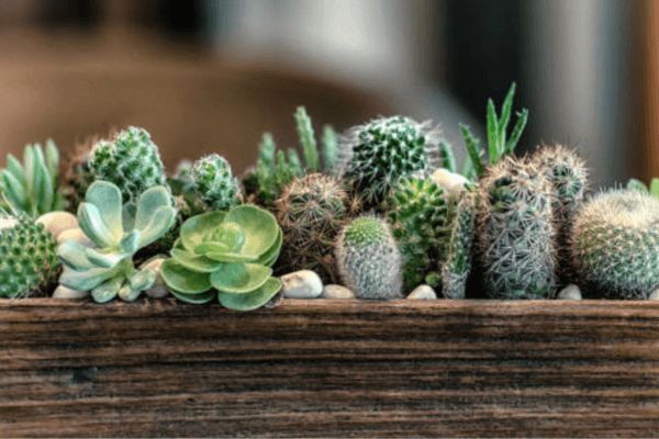 cactos e suculentas