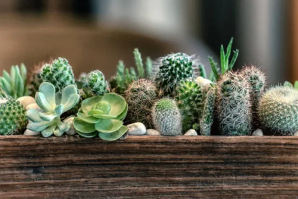 cactos e suculentas