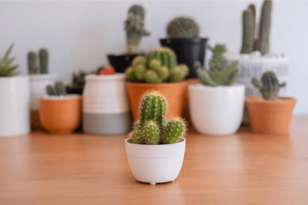 cacto em casa