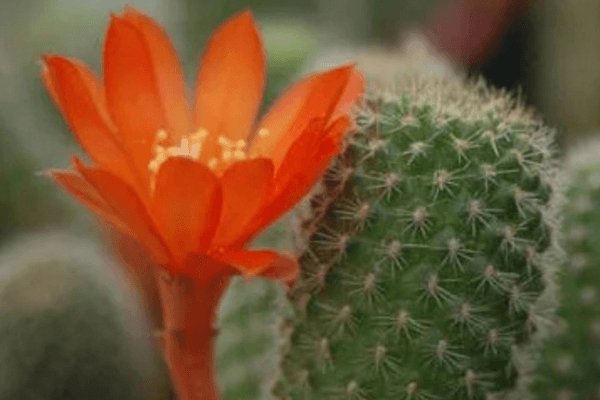 cactos que florescem