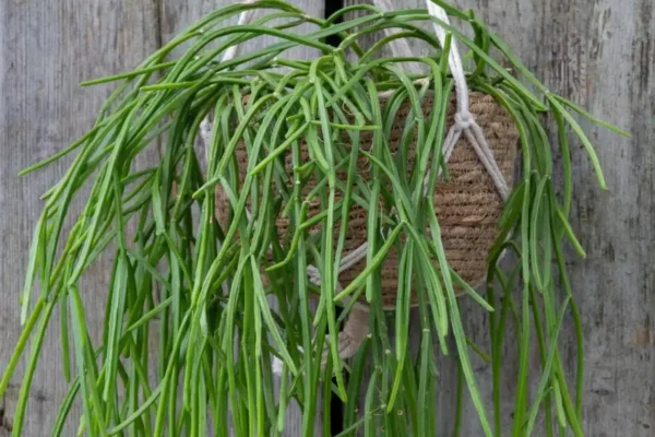 cacto pendente
