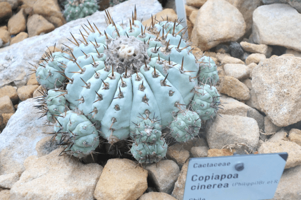 Cacto Copiapoa cinerea Cacto Copiapoa cinerea