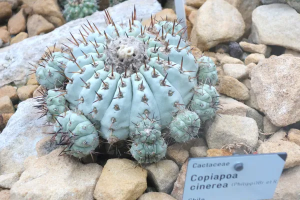 Copiapoa cinerea