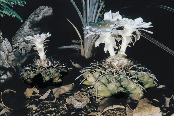 Discocactus subterraneo-proliferans Discocactus subterraneo-proliferans