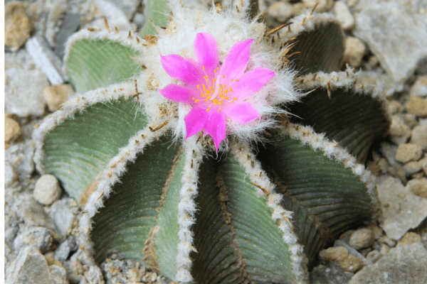 Aztekium hintonii Aztekium hintonii