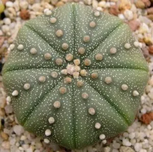 Astrophytum asterias Astrophytum asterias