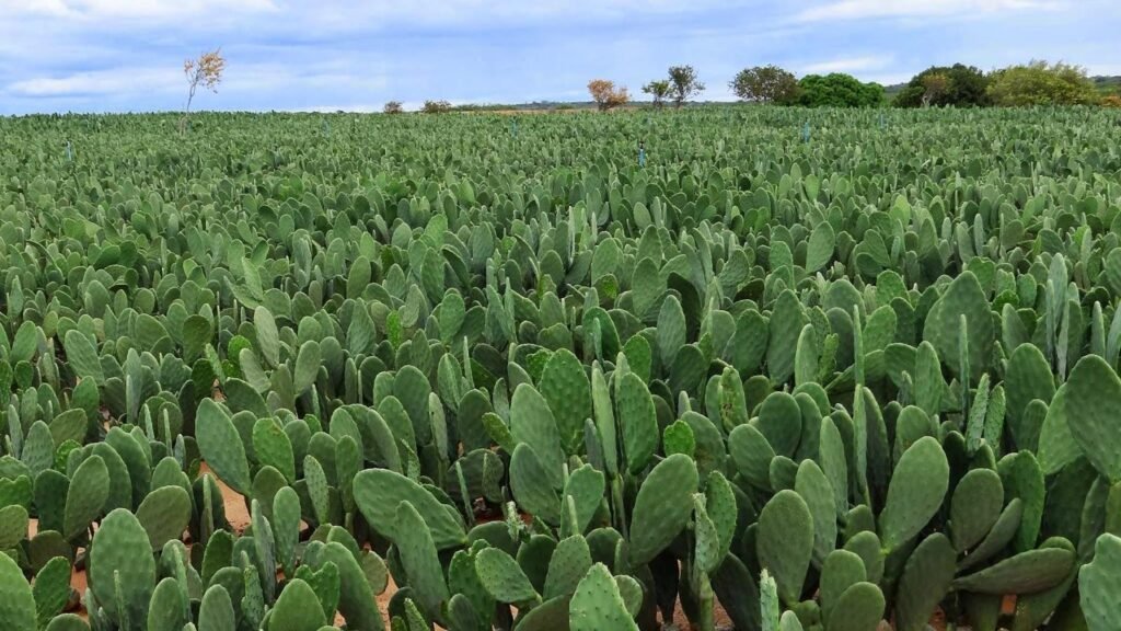 palma forrageira (Opuntia ficus-indica) palma forrageira (Opuntia ficus-indica)